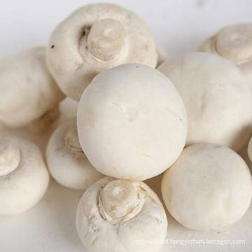 IQF Frozen Champignon Mushroom Whole